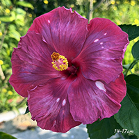 Taiwan In the Mood for Bloom - Cutting